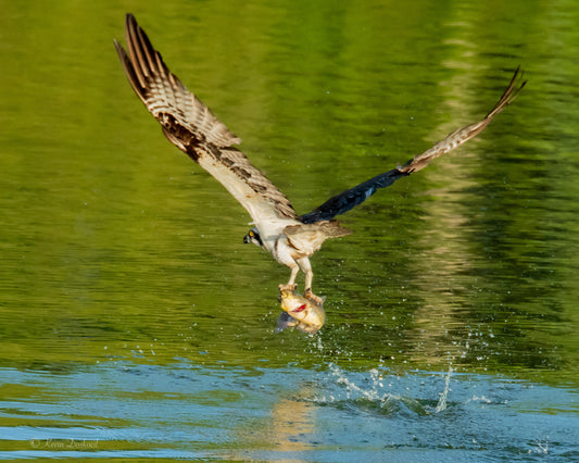 Osprey Catches Meal