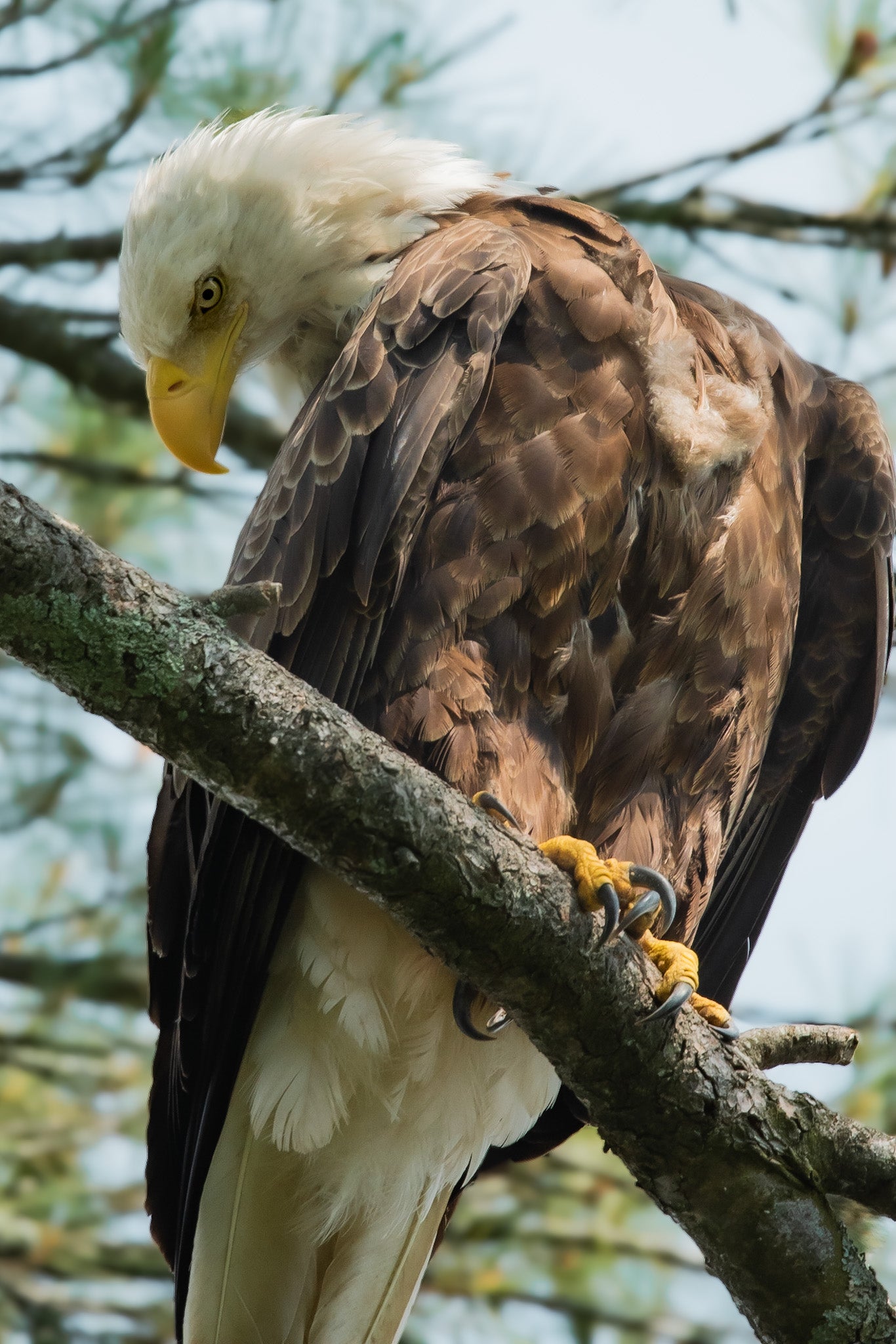 Bald Eagle Getting A Better Look