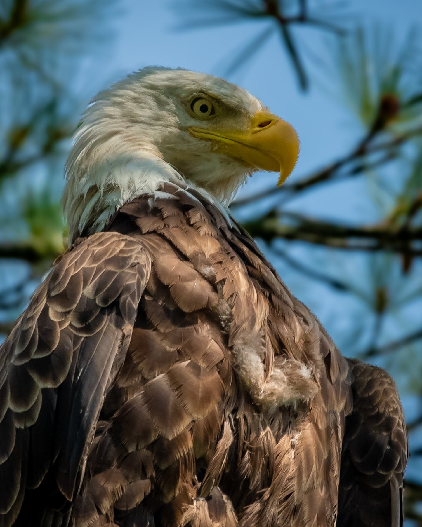 Bald Eagle Intensity