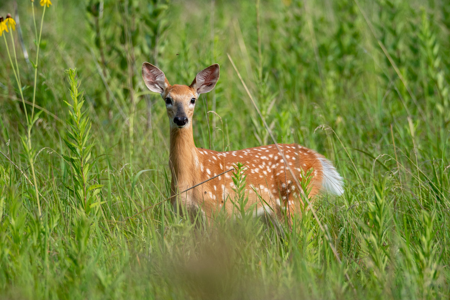 Whitetail Deer Fawn in Green Field