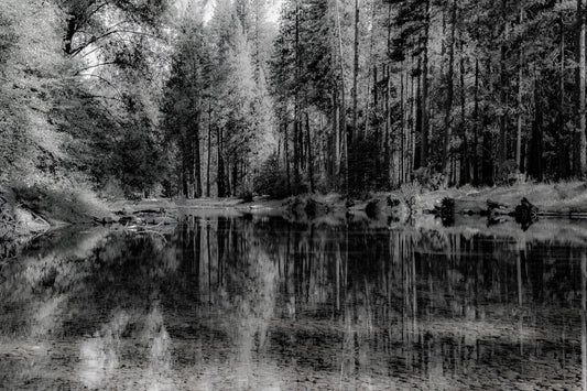 Forest Explosion in Black and White