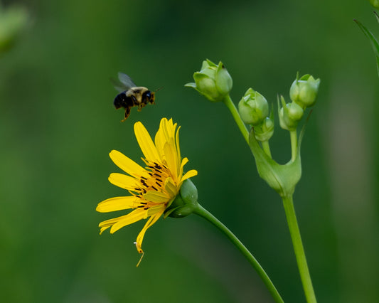 Bumble Bee Yellow Flower on Green