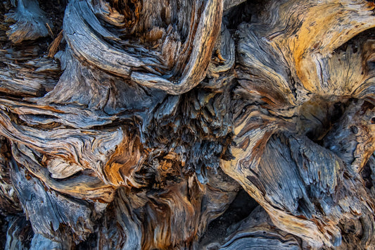 Tree Root Abstract