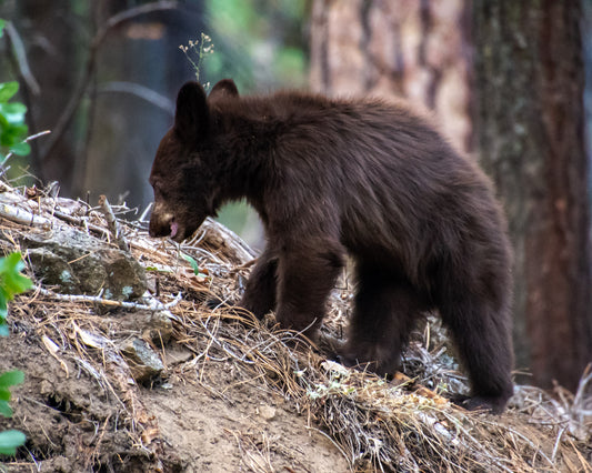 Black Bear Cub