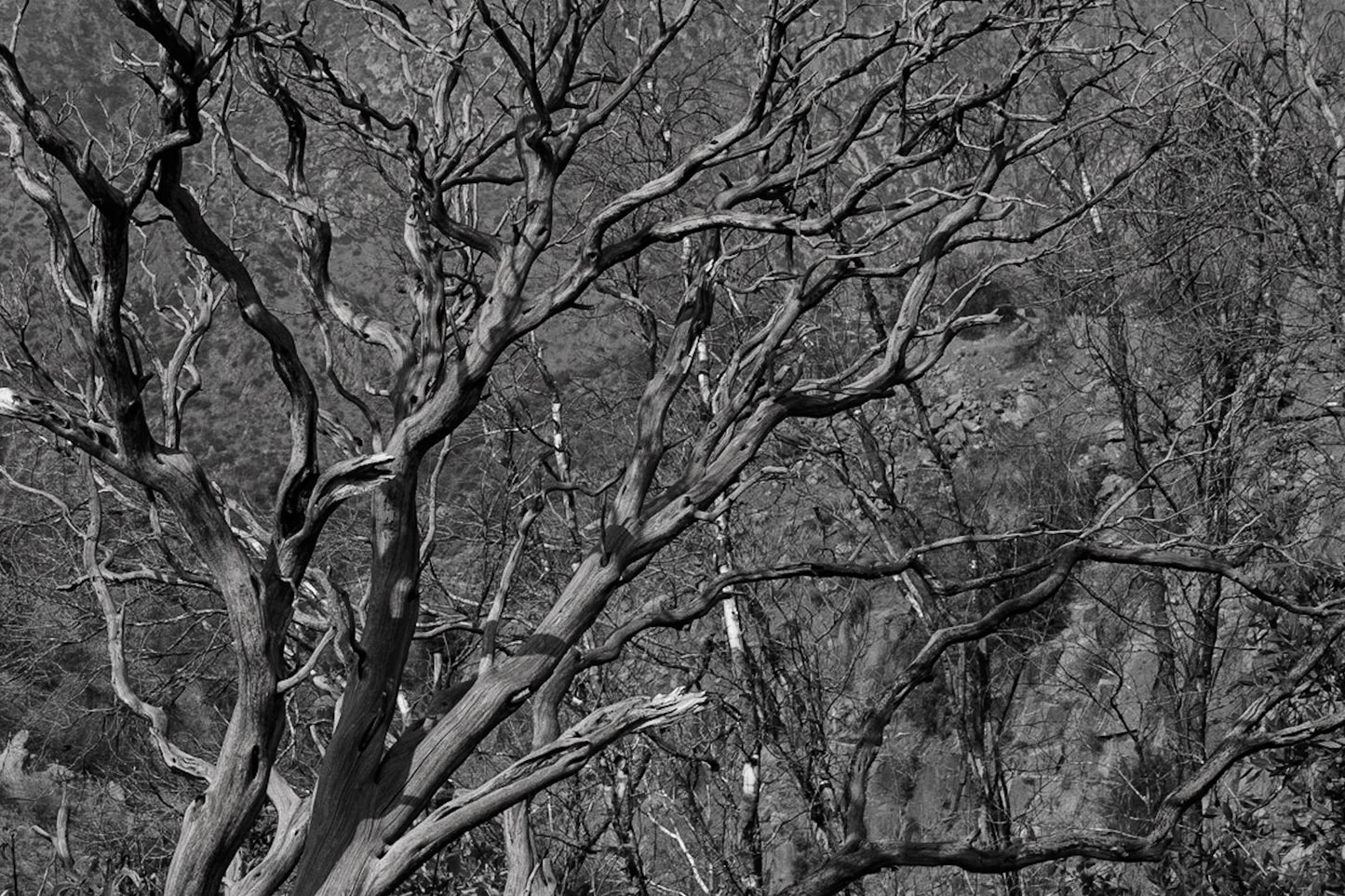 Tree Starkness  B&W