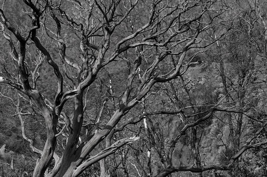 Tree Starkness  B&W