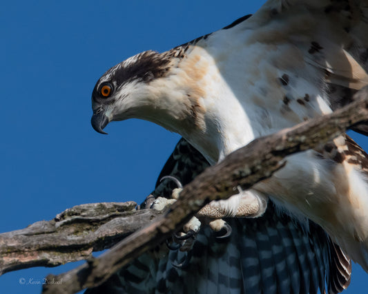 Osprey Sticks A Landing