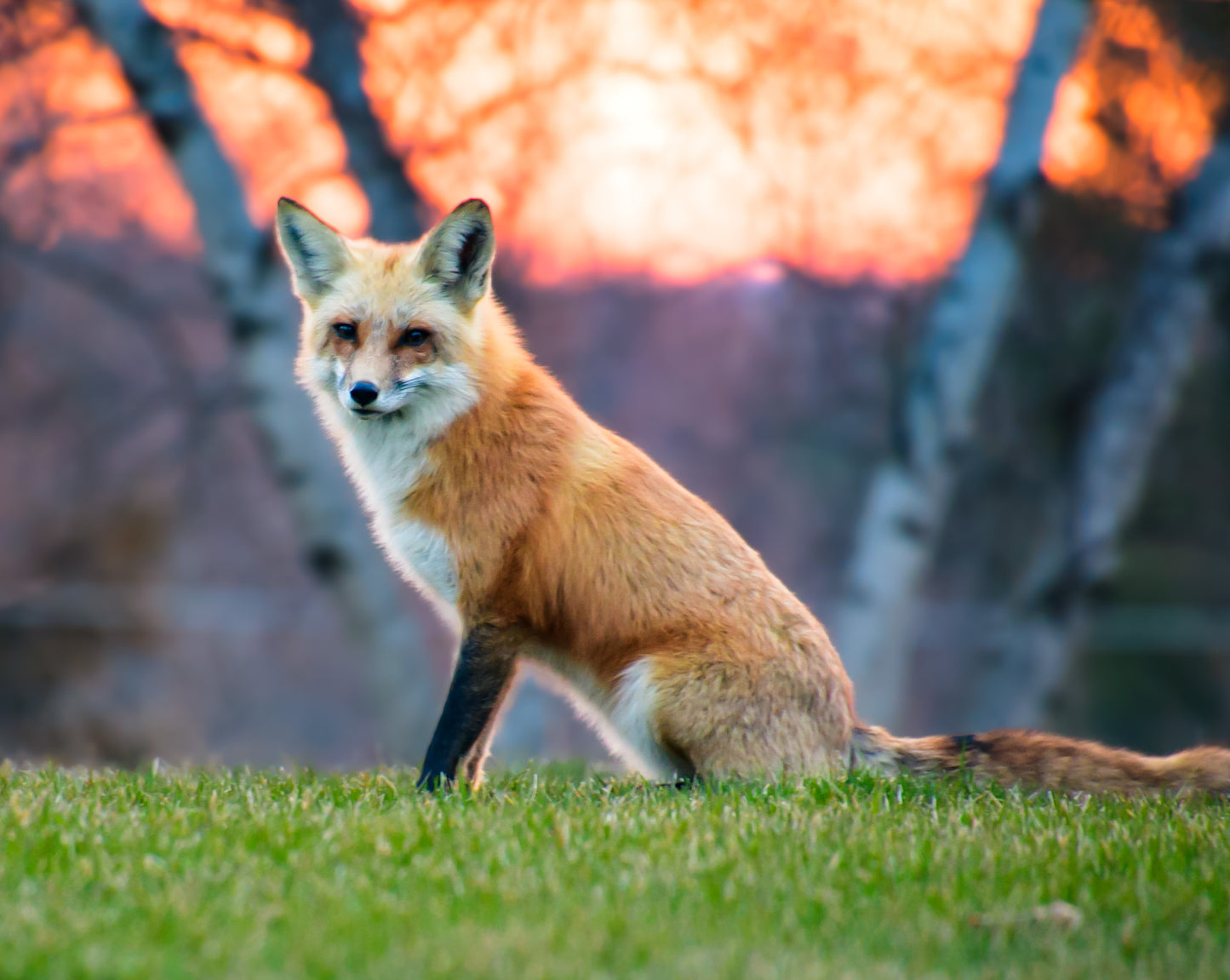 Old Red Fox In Sunrise