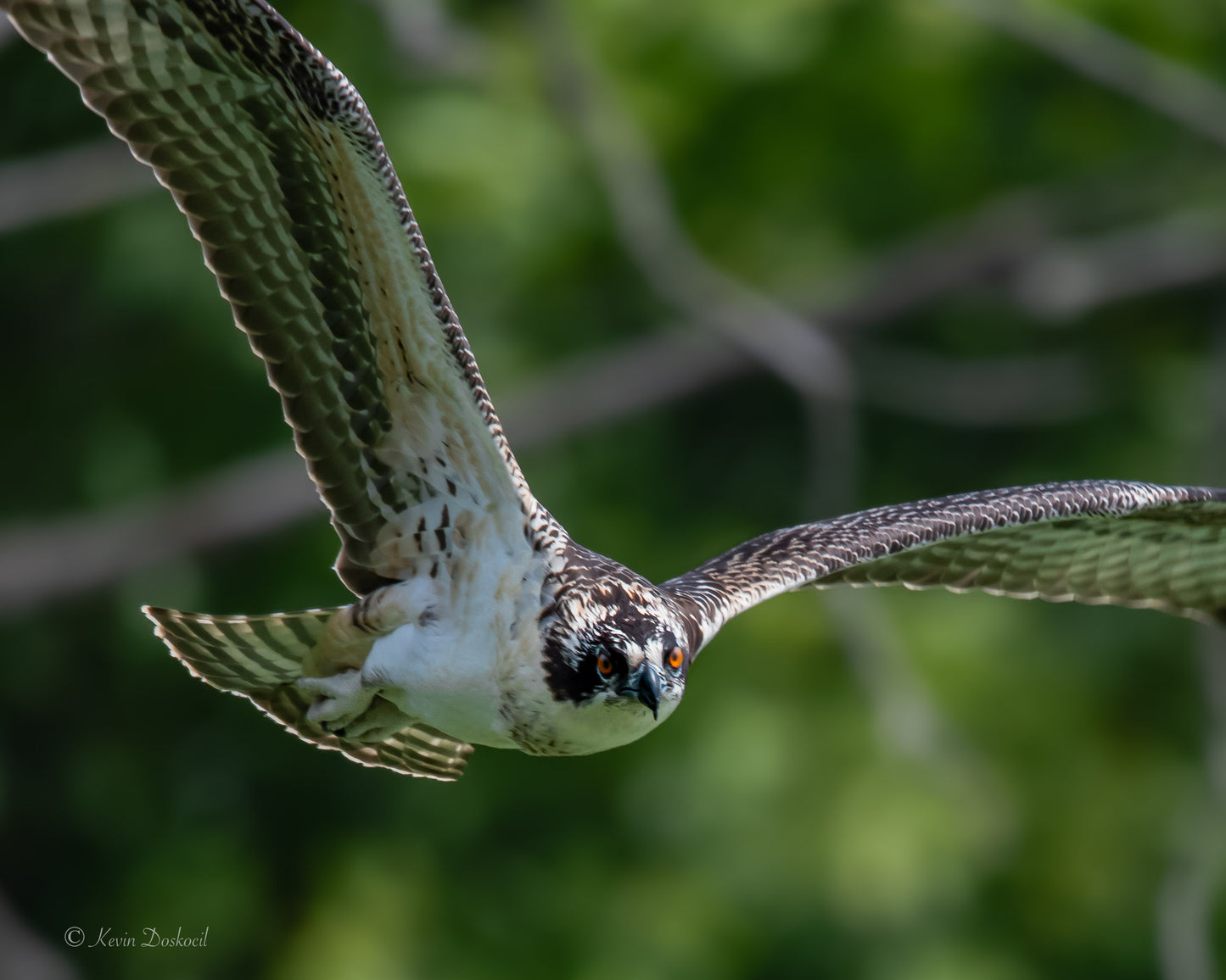 Osprey Takes A Look