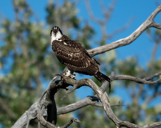 Osprey On Limb