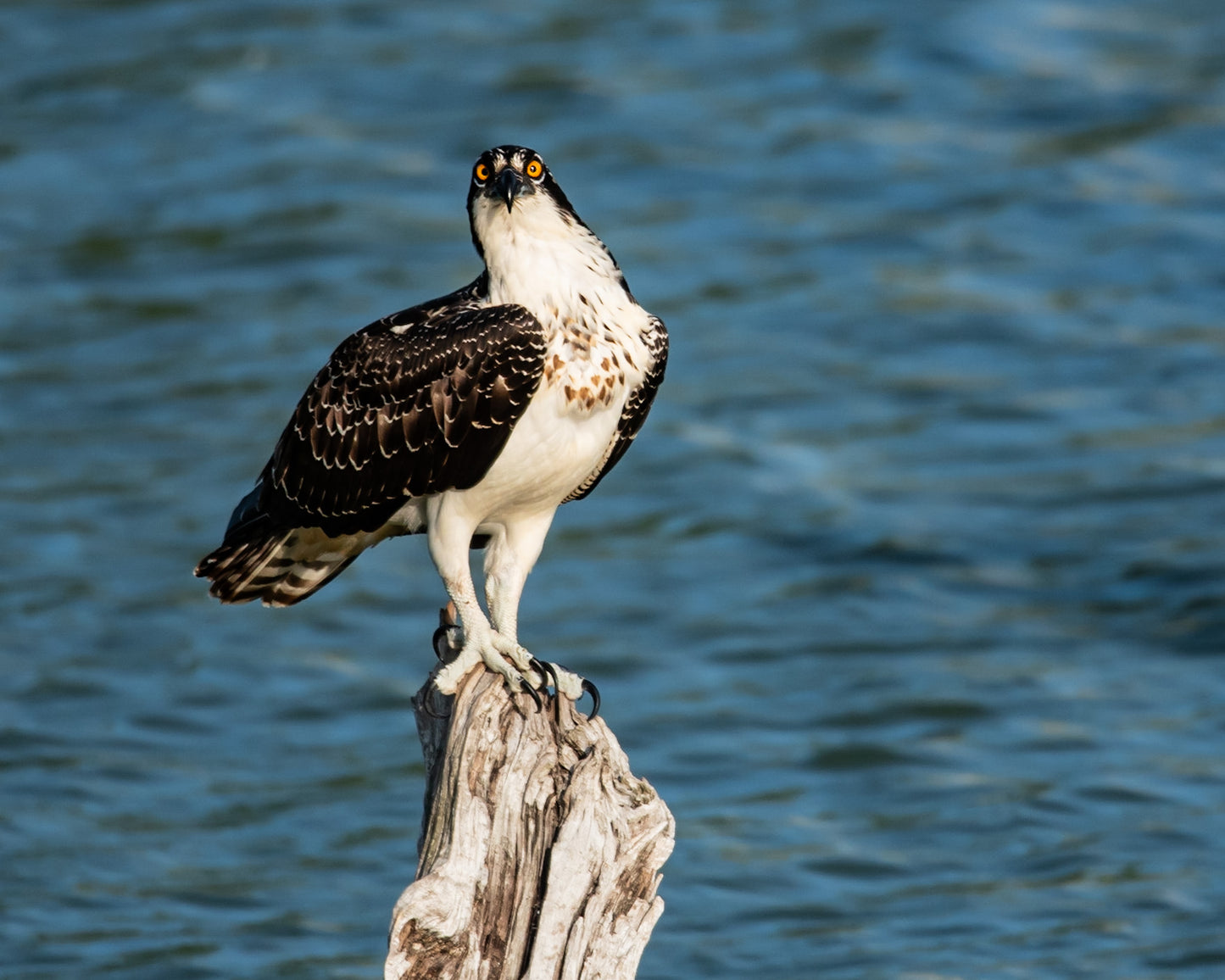 Osprey Curious