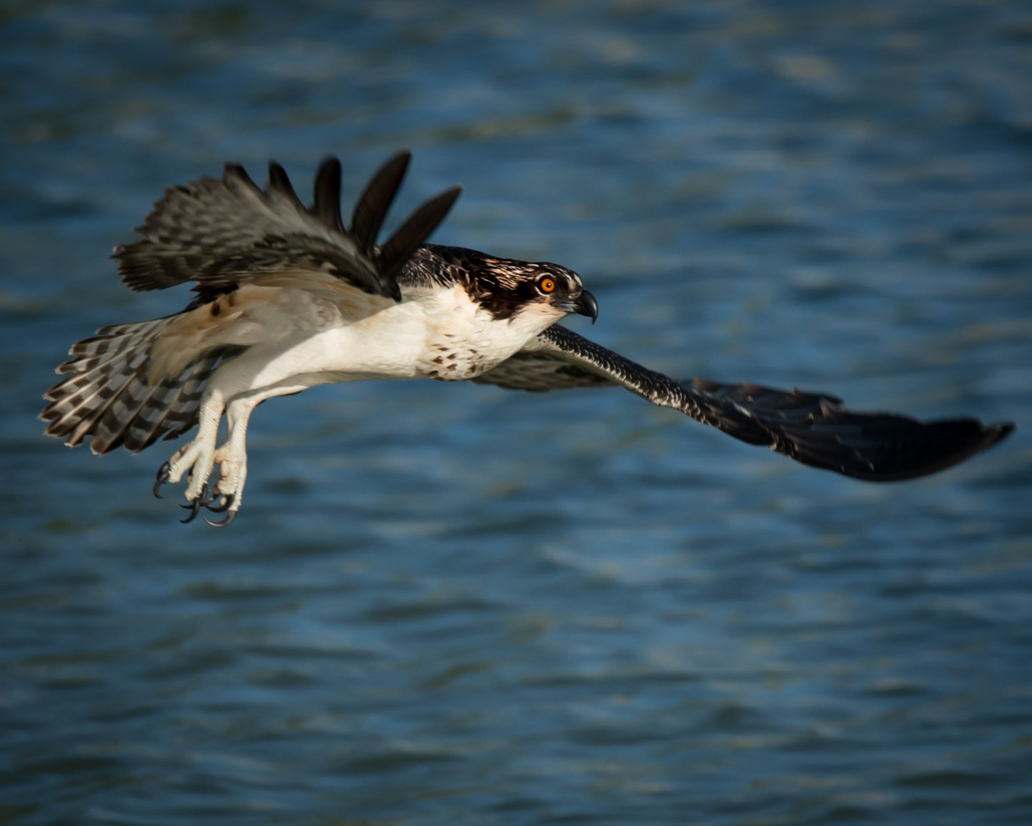 Osprey In Flight Select