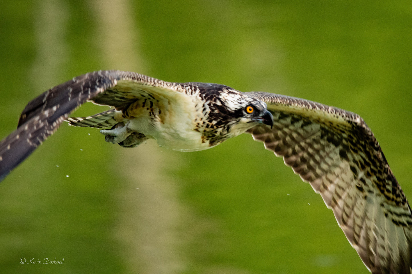 Osprey On Green Select