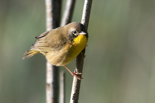 Common Yellowthroat Bird