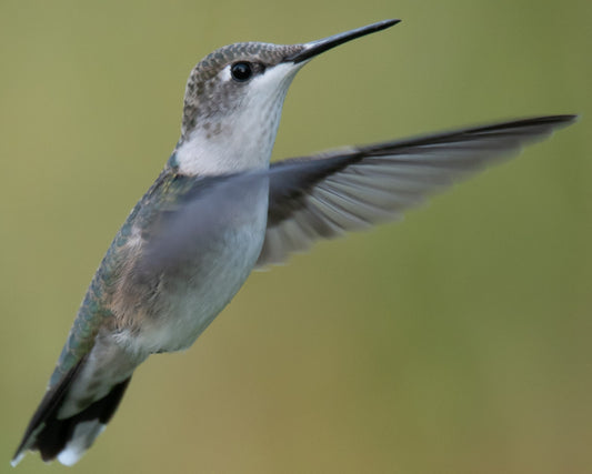 Hummingbird in the View