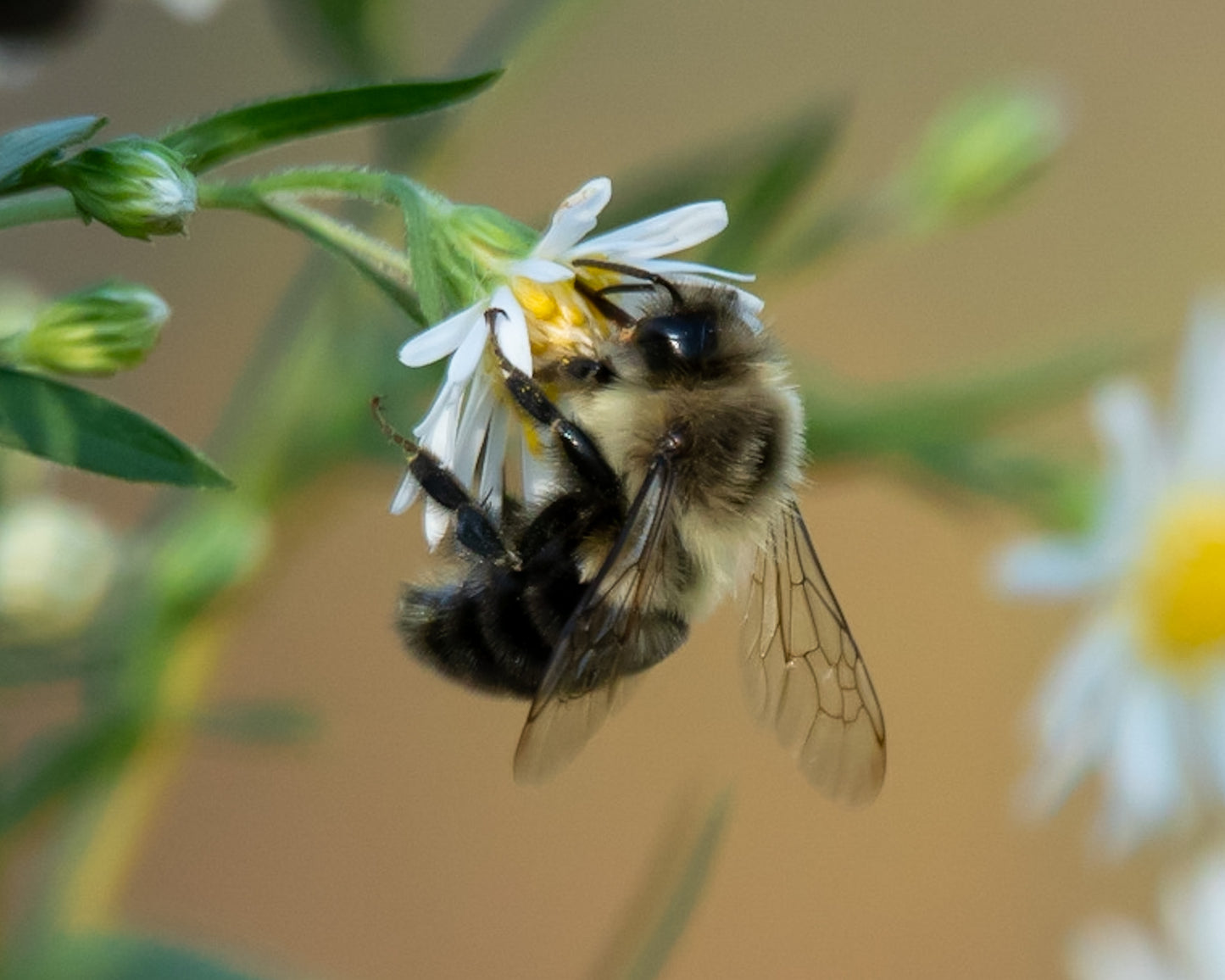 Bumble Bee Loves Daisy