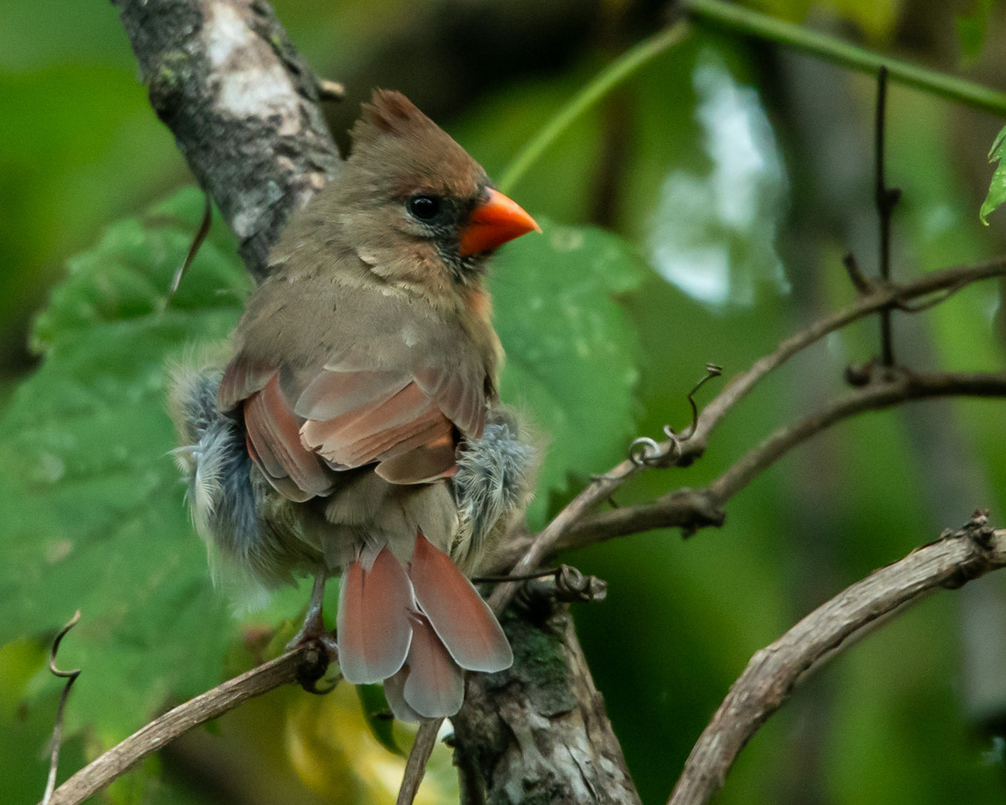 Female Cardinal On Green