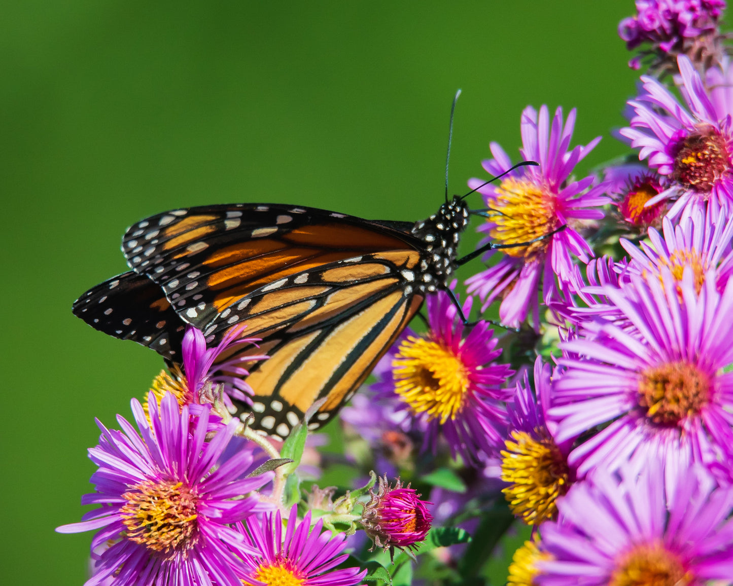 Monarch on Purple Flowers Select