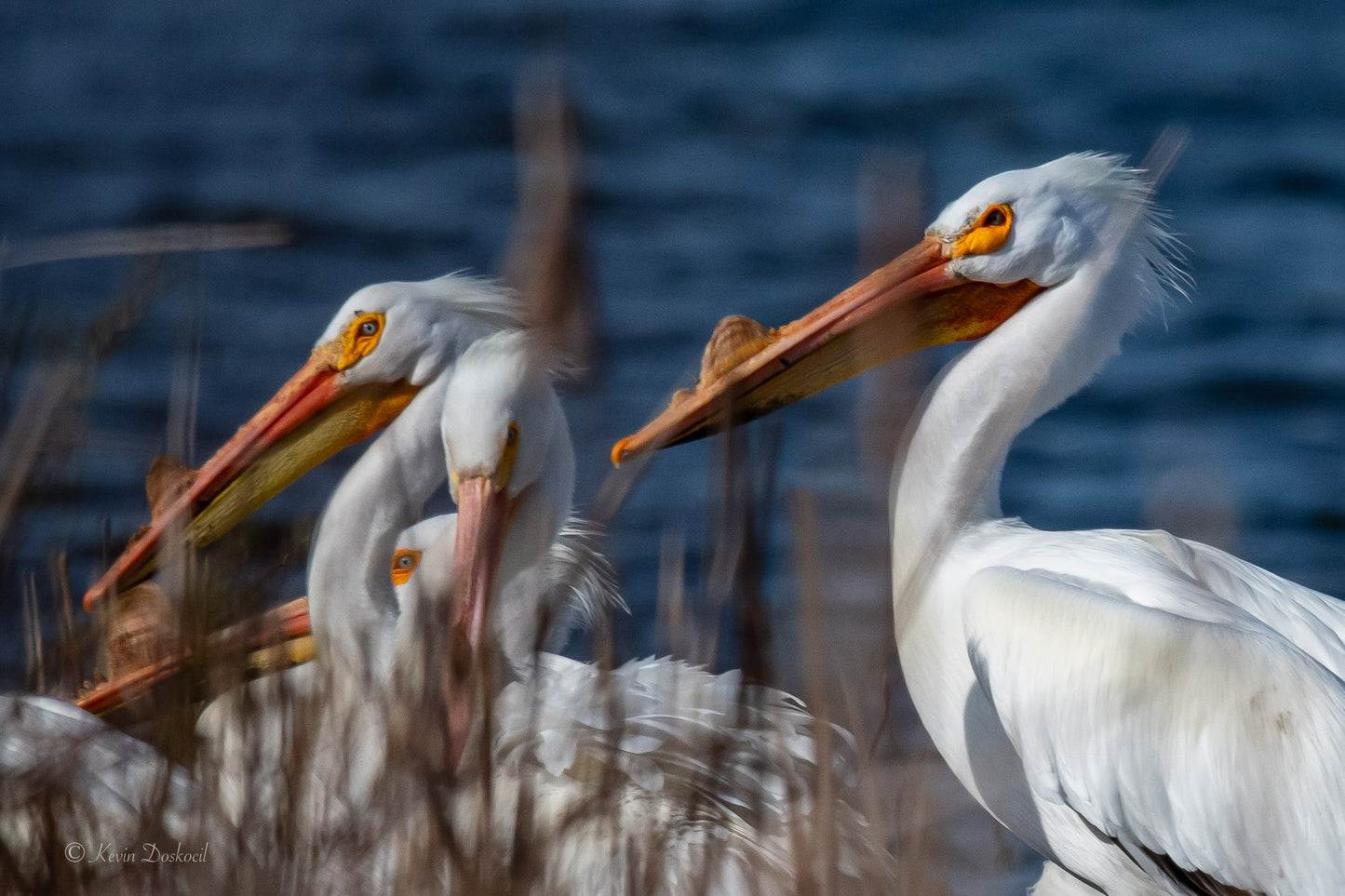 Pelican Hide Out