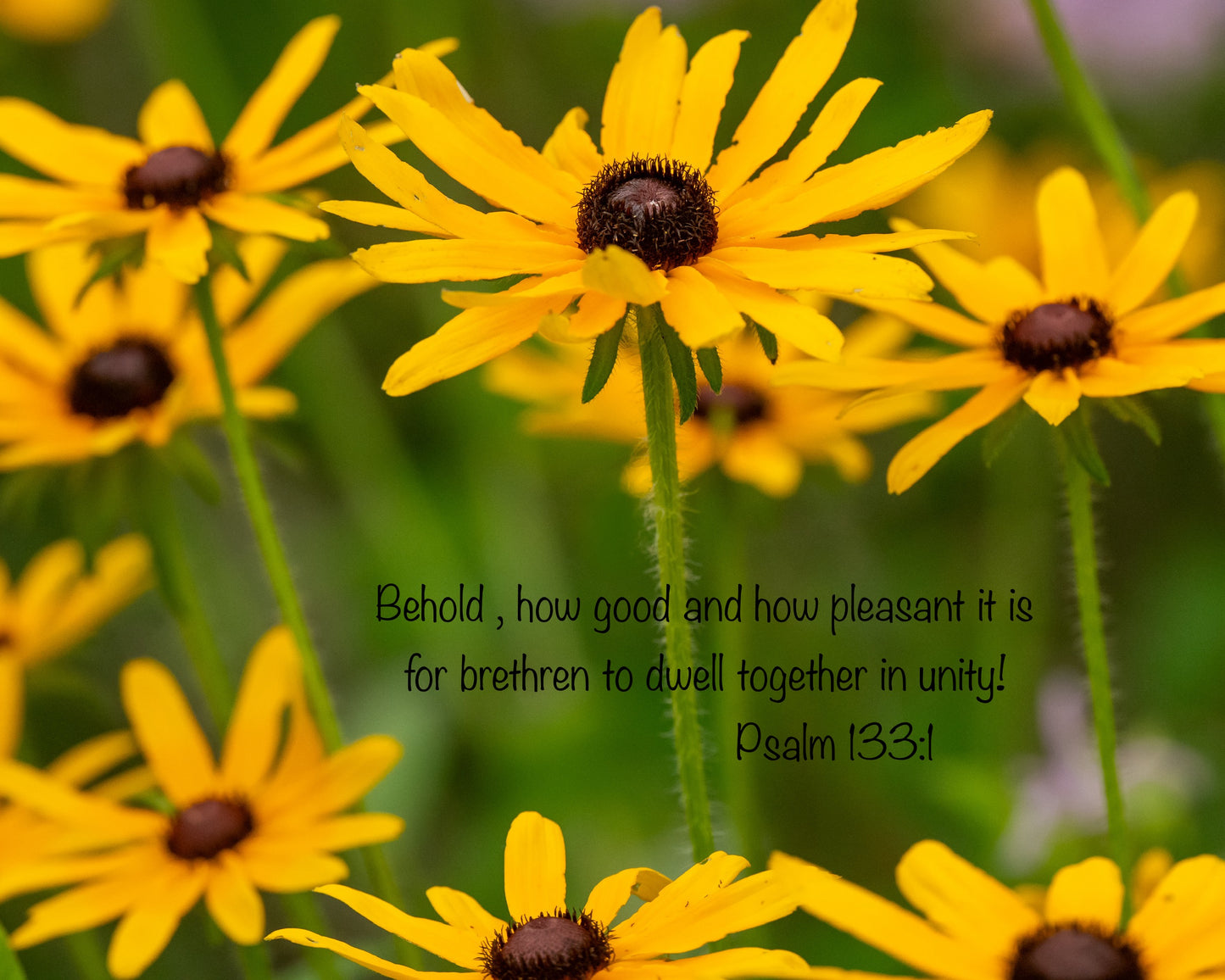 Yellow flowers with a Bible verse overlay on a blurred natural background