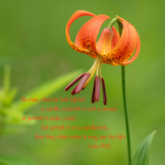 Orange flower with a green blurred background and a biblical verse in red text.