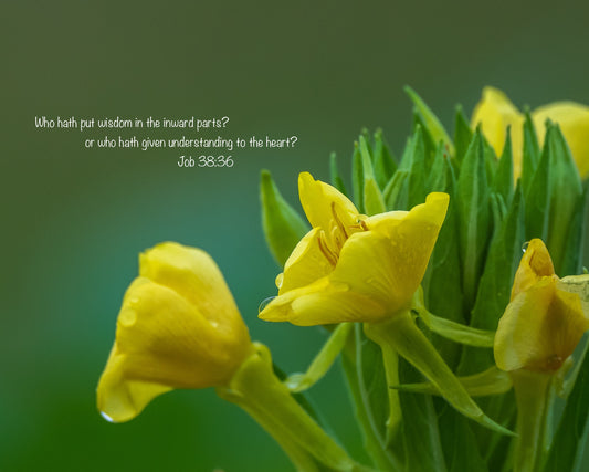 Free Scripture On Image Download