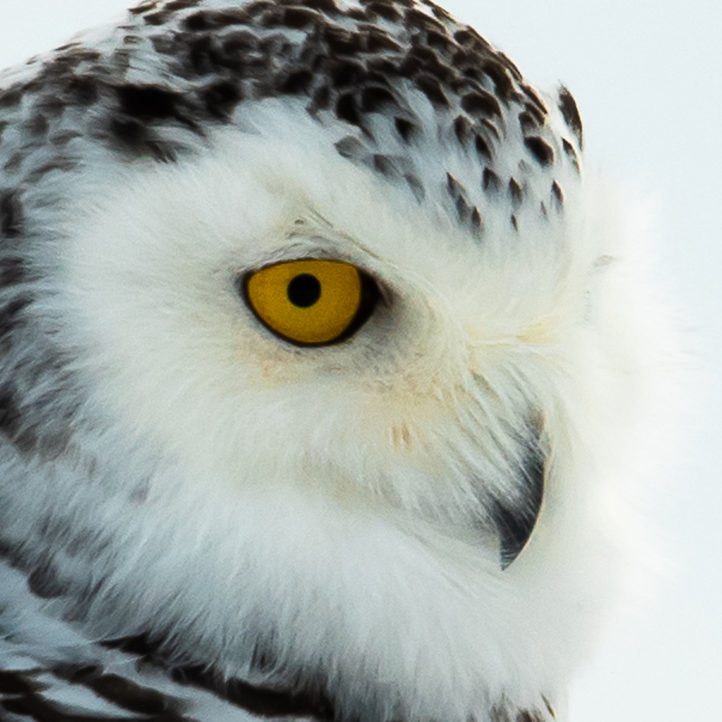 Snowy Owl Head Shot