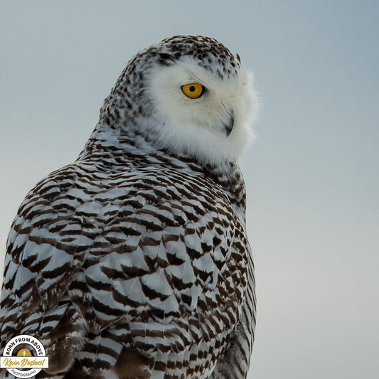 Snowy Owl Portrait